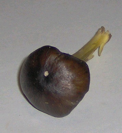 Hygrocybe...pulcherrima